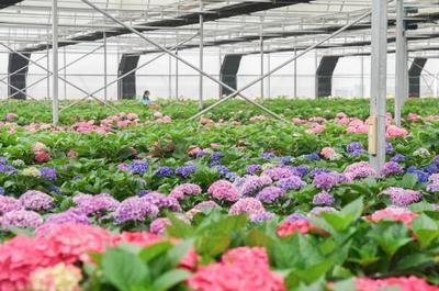 花卉产业或将成为上海都市农业发展新增长点,彭沉雷赴松江调研花卉产业发展