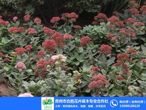 草花批发 合胜花卉 湖北草花