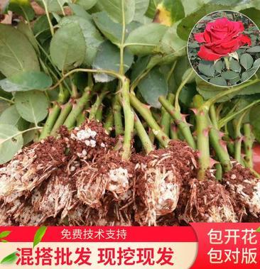 切花月季苗 大花月季 单头大花月季花苗 花卉种苗